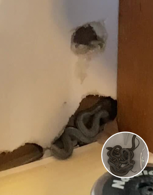 Mom of 2 moves into first home but dog starts to act strangely – then she looks closer at the walls