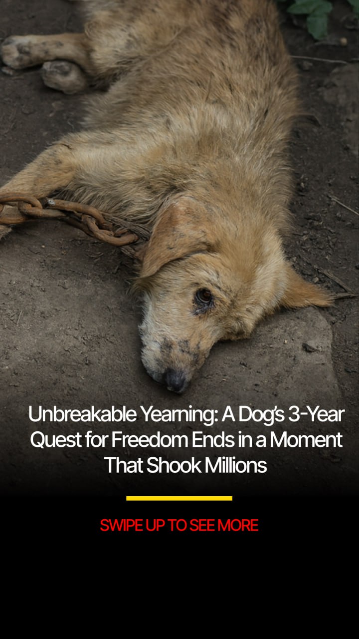 Unbreakable Yearning: A Dog’s 3-Year Quest for Freedom Ends in a Moment That Shook Millions