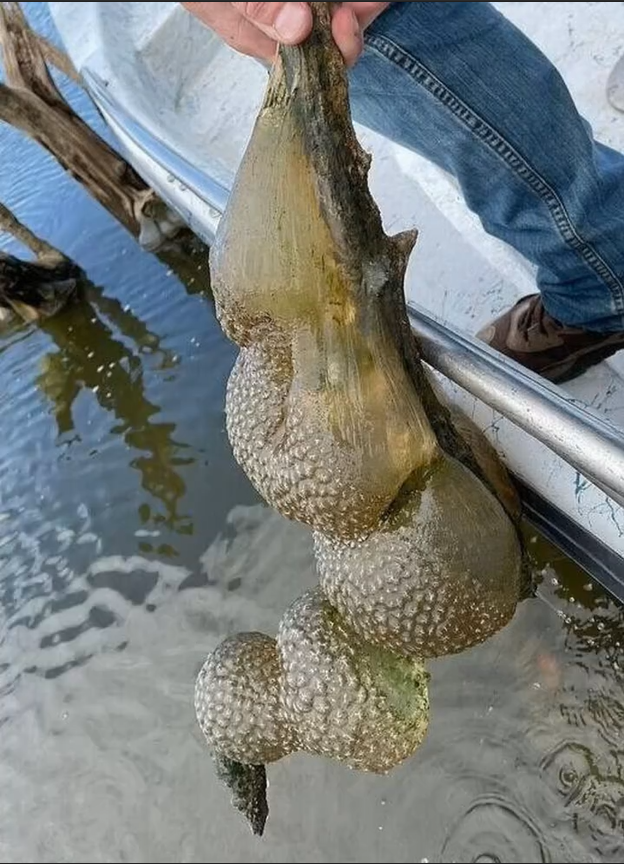 Mysterious Jelly-Like Blobs in Oklahoma Lake Identified as Ancient, Harmless Creatures